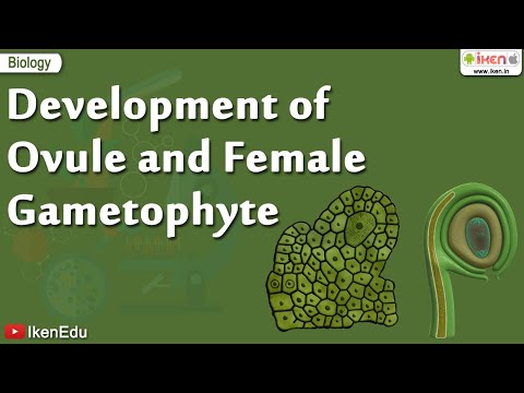 Biology Of Plants | Learn About Ovule and Gametophyte