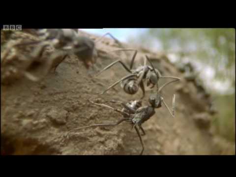 Ants - Attenborough: Life in the Undergrowth - BBC