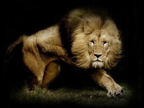 Documentary - The King of the Beasts - BBC Documentary