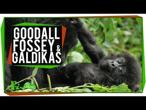 Goodall, Fossey & Galdikas: Great Minds