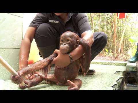 Visit the Wild Orangutans of Borneo with Dr Birute Galdikas & OFI