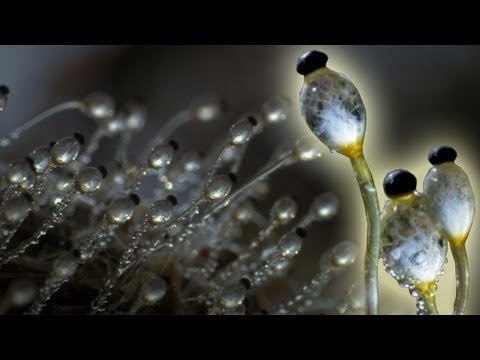 Fungus Cannon In Super Slow Motion - Slo Mo #35 - Earth Unplugged