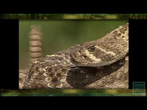 PBS December 1-7, 2013, #2207 - Texas Parks and Wildlife [Official]