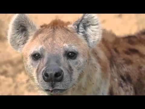 Hyenas Used as Mental Health Treatment in Somalia