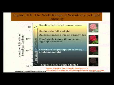 Brain and Behavior - Vision and Visual Perception I