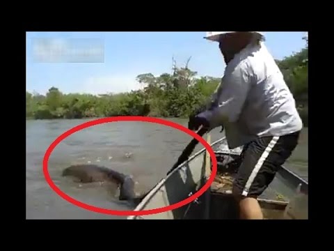 WATCH: Brazilian Men Find Giant Snake In River | Giant Yellow Anaconda | Biggest Anaconda Ever Found