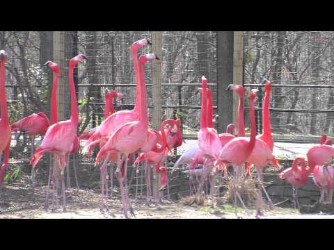 Flamingos at the National Zoo