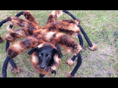 Mutant Giant Spider Dog (SA Wardega)