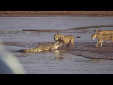 Lions vs. Crocodile Fight - Samburu National Reserve, Kenya (August 6, 2014)