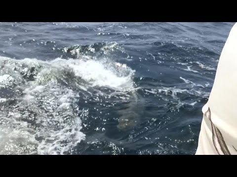 Huge Sharks Attack Minn Kota Trolling Motor