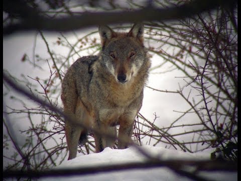 Wild Abruzzo: la Regione dei Lupi