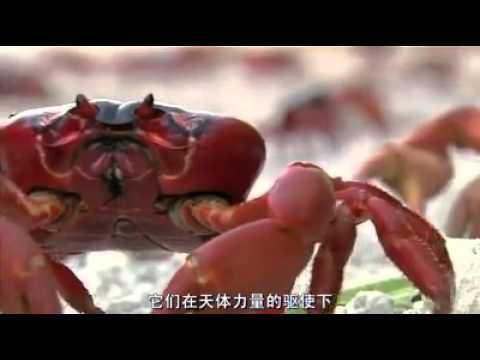 Christmas Island Red Crab