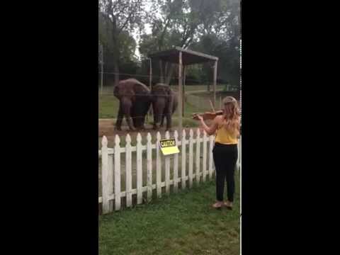 Elephants Dancing to Violin!  Adorable!