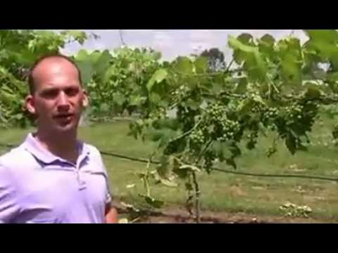 How to Care for Grapes, Grow Perfect Grapes