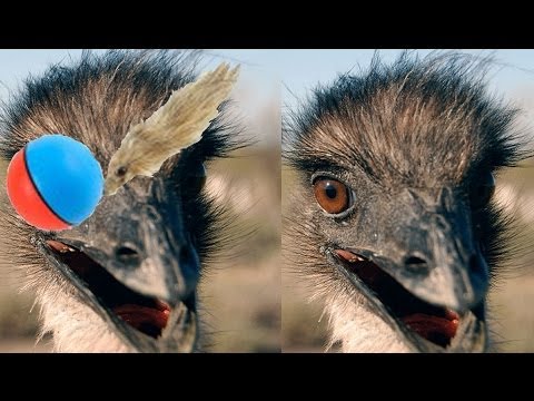 Emu Tango (Emu vs. Weasel Ball)