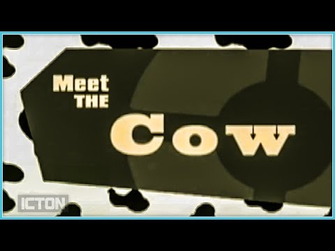 Meet the Cow