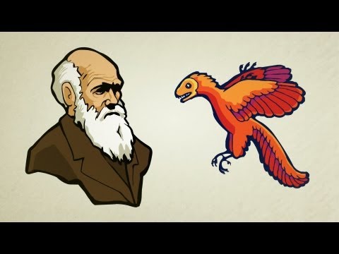 What is Evolution?