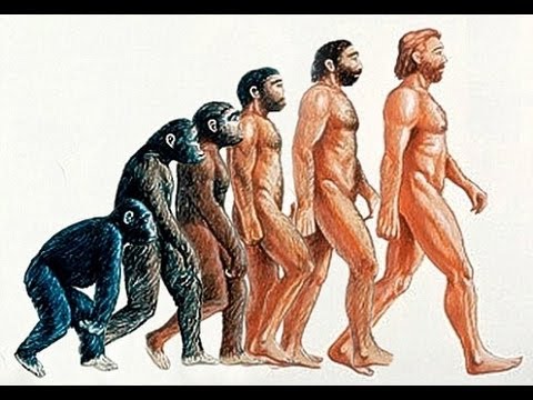 Evolution   The Evolution of humans documentary 2014