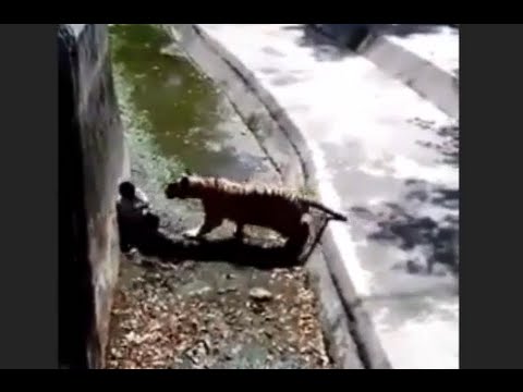 Tigre blanco se come a un hombre (zoo de Delhi la india Increíble)