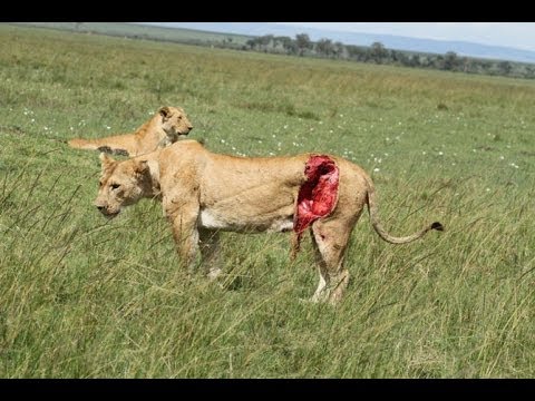 National Geographic | The Lives of Lions - History channel - Documentary