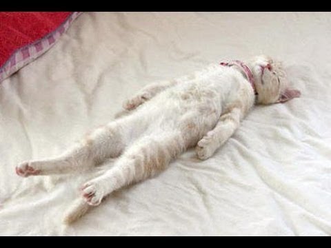 Funny Cats Sleeping in Weird Positions Compilation 2013 [HD]