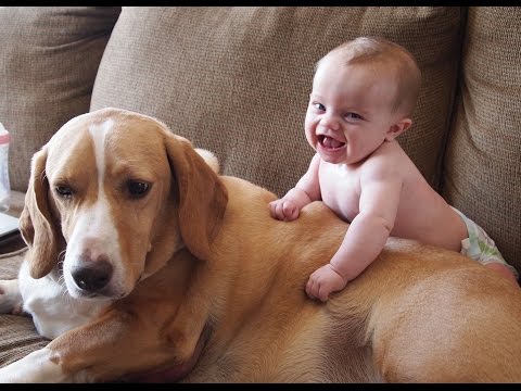 Cute Cats and Dogs Love Babies Compilation 2014 [NEW HD]