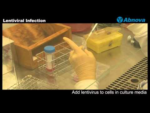 Lentiviral Infection