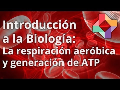 La respiración celular aeróbica y generación de ATP - Biología - Educatina