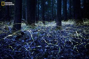 Blue Ghost Fireflies in Brevard, North Carolina. Blue Ghost fireflies are unique because they stay lit and only hover about a foot off the ground.
Photo Location: Brevard, North Carolina