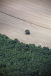 Lone Brazil nut tree left standing in a deforested area