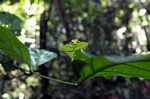 Leaf-mimicking praying mantis