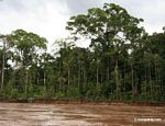 Forest along bank of Tambopata river