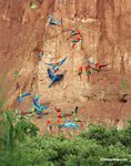 Blue-and-yellow macaws (Ara ararauna); Yellow-crowned parrots (Amazona ochrocephala); and Scarlet macaws feeding on clay