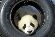 Google Panda 4.0 search algorithm update: what entrepreneurs can learn from the winners and losers
