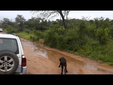 Mom saves baby buffalo from lion at Private Game Reserve fenced into Kruger