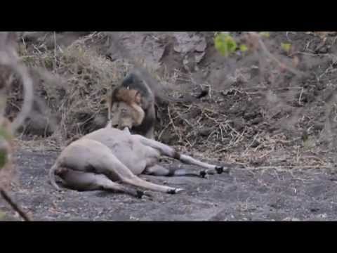 Mashatu Game Reserve - Male lion killing eland