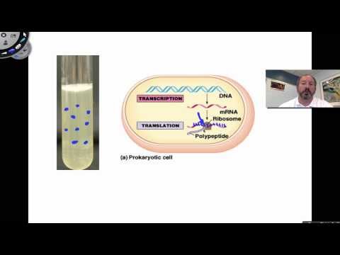 Cracking the Genetic Code