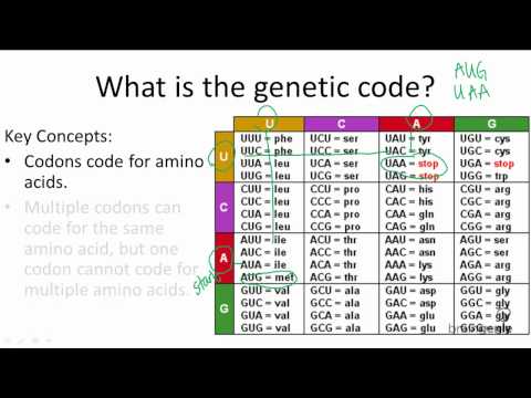 10.3.6 Genetic Code