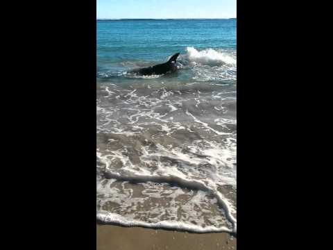 White Pointer Shark swims onto Coronation beach Geraldton, Western Australia. Choked on sea lion.