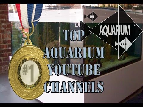 Top 10 Aquarium Related YouTube Channels