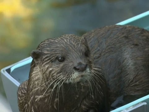 Raw: Otters Enjoy Water Slides at Japan Zoo