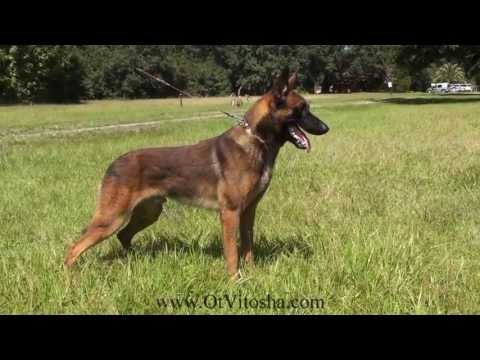 Belgian Malinois Appearance of the working type