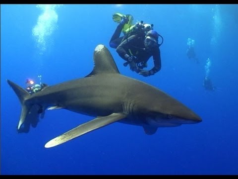 Oceanics of the Red Sea - A Shark Diving Experience