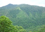 The Dian tree Rain forest near Cairns, in Queensland, Australia. The undergrowth in a rain forest is restricted in many areas by the lack of sunlight at ground level. This makes it possible to walk through the forest.