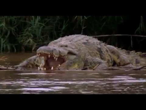 Burundi Deadliest Crocodile (Tanganyika)