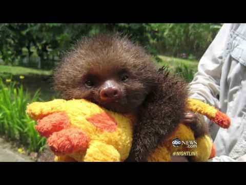 Sloths, Colombian Animal Traffickers' Favorite