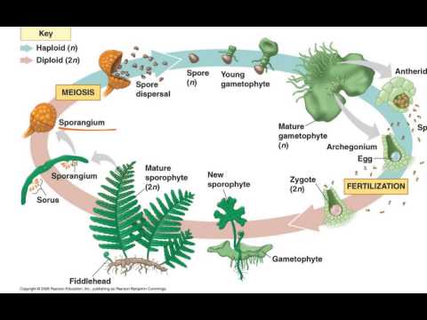 Fern Life Cycle