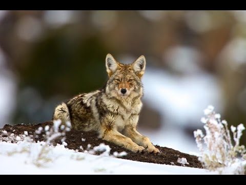 EXPOSED - USDA's Secret War on Wildlife