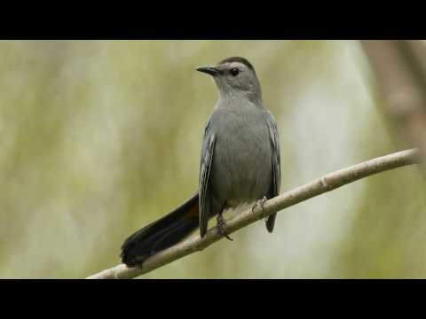 How Nature Works: Catbird Mimicry