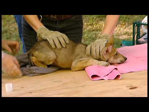 Eight-week Old Mexican Gray Wolf Pups get their First Check-up